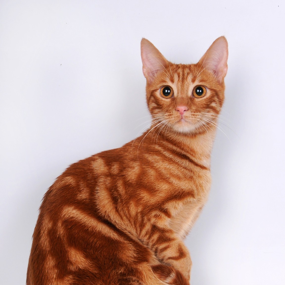 Анатолийская короткошерстная кошка рыжая