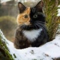 Аватарка пользователя