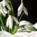 Аватарка пользователя