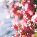 Аватарка пользователя