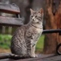 Аватарка пользователя