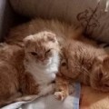 Аватарка пользователя