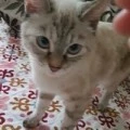 Аватарка пользователя