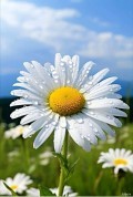 Аватарка пользователя