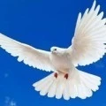 Аватарка пользователя