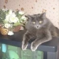 Аватарка пользователя