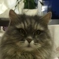 Аватарка пользователя