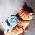 Аватарка пользователя