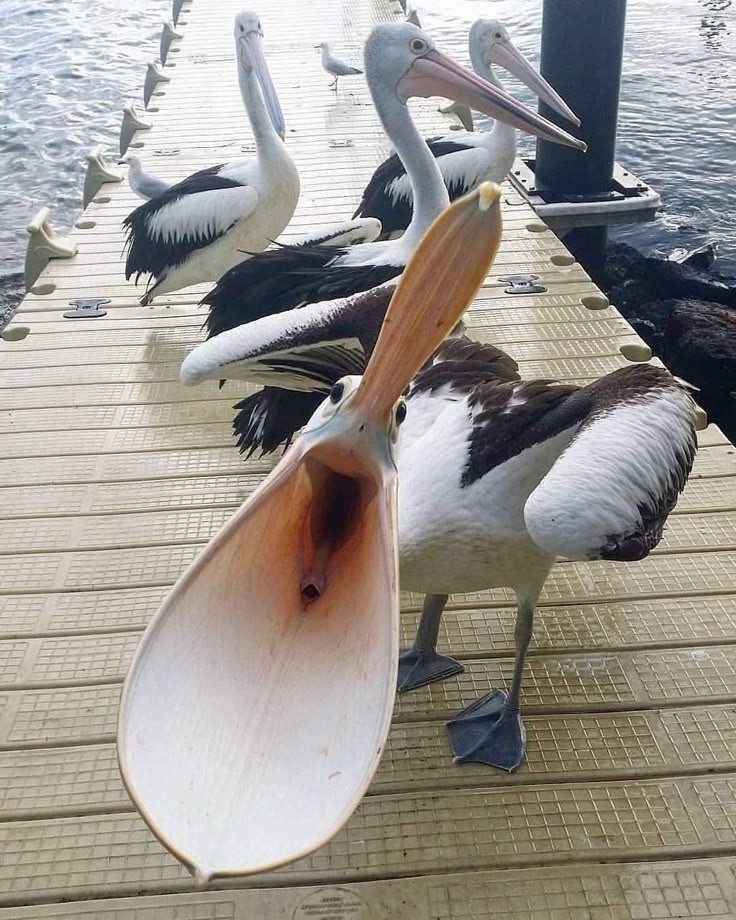 Полет пеликана - Андрей Ланиус