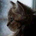 Аватарка пользователя