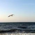 Аватарка пользователя