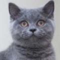 Аватарка пользователя