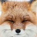 Аватарка пользователя