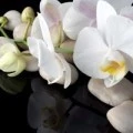 Аватарка пользователя