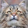 Аватарка пользователя