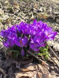 Аватарка пользователя