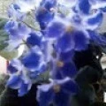 Аватарка пользователя