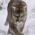 Аватарка пользователя