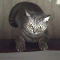 Аватарка пользователя