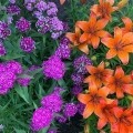 Аватарка пользователя
