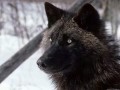 Аватарка пользователя