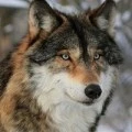 Аватарка пользователя