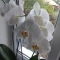 Аватарка пользователя