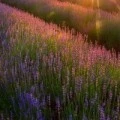 Аватарка пользователя