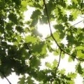 Аватарка пользователя