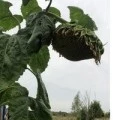 Аватарка пользователя