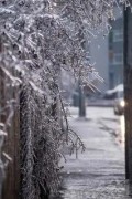 Алекс Вестов