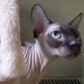 Аватарка пользователя