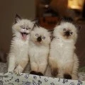 Аватарка пользователя