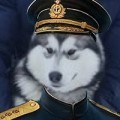 Аватарка пользователя
