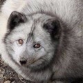 Аватарка пользователя