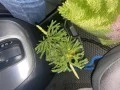 Аватарка пользователя