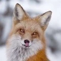 Аватарка пользователя