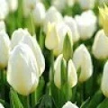 Аватарка пользователя