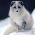 Аватарка пользователя