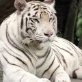 Аватарка пользователя