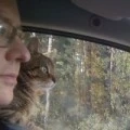 Аватарка пользователя
