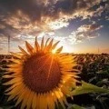 Аватарка пользователя