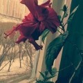 Аватарка пользователя