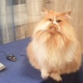Аватарка пользователя