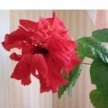 Аватарка пользователя